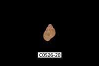 藏品(雉螺)的圖片